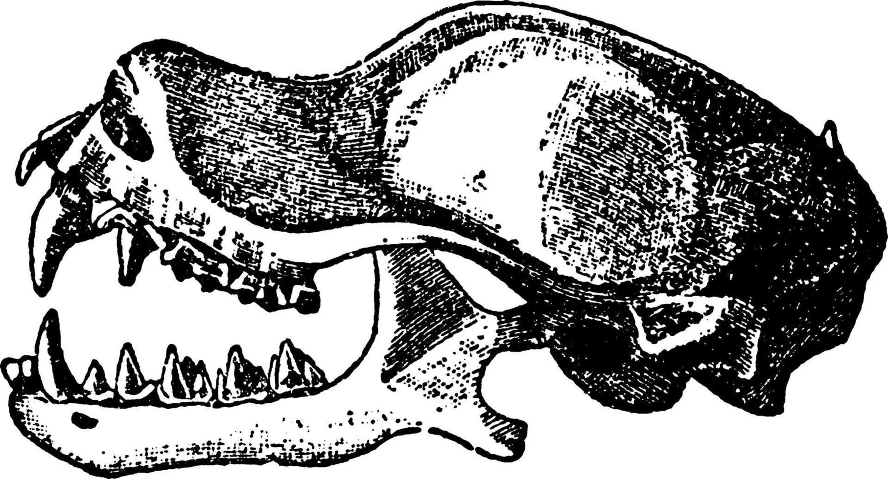 rhinopom microphyllum, årgång illustration. vektor