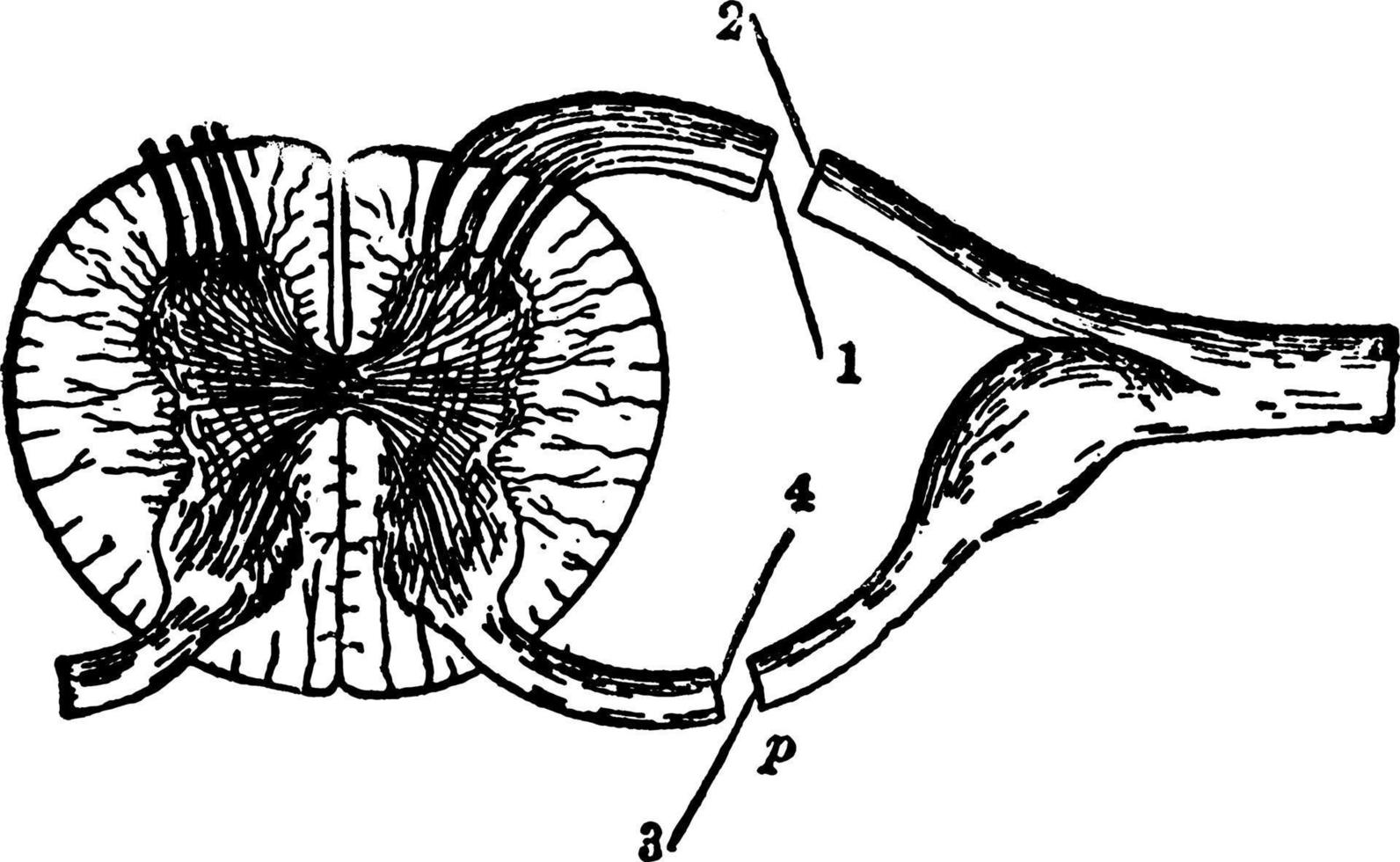 spinal nerv rötter, årgång illustration. vektor