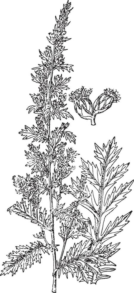 artemisia pontica vintage illustration. vektor