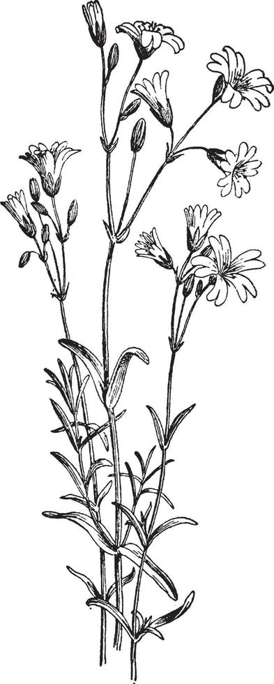 cerastium arvense vintage illustration. vektor