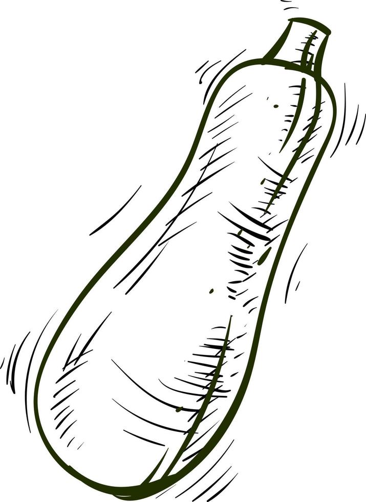 Zucchinizeichnung, Illustration, Vektor auf weißem Hintergrund.