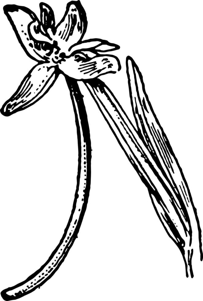 h. nivea årgång illustration. vektor