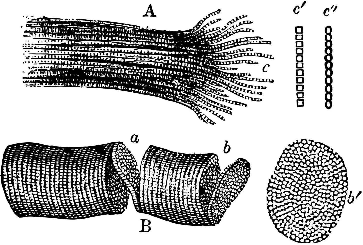 fragment av randig muskel fibrer, årgång illustration. vektor