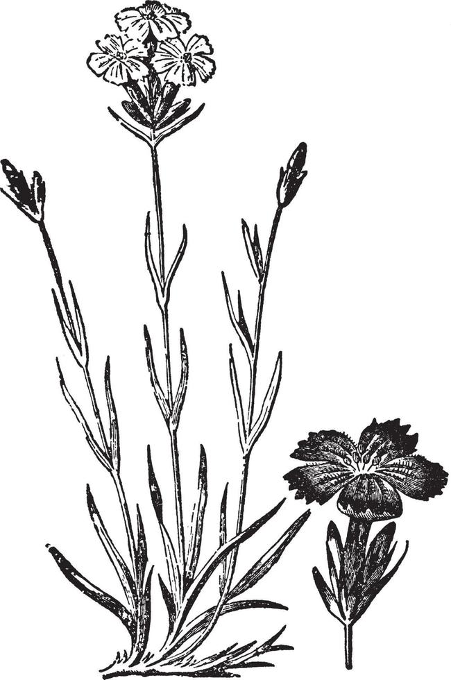 rosa årgång illustration. vektor