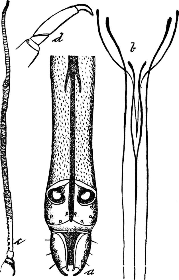 mun delar av växt lus, årgång illustration. vektor