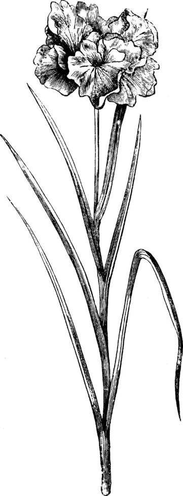 iris laevigata flore-pleno vintage illustration. vektor