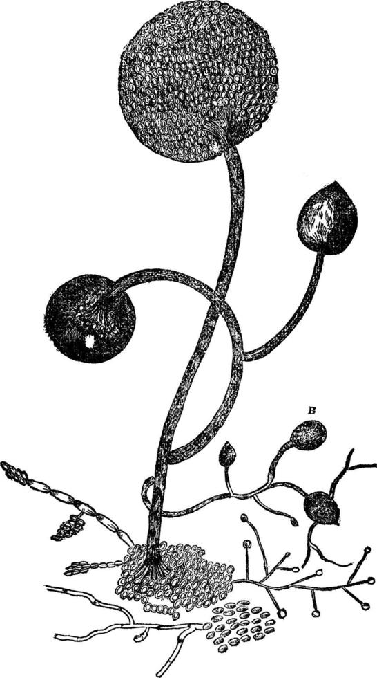 Vintage Illustration der Kartoffelfäule. vektor