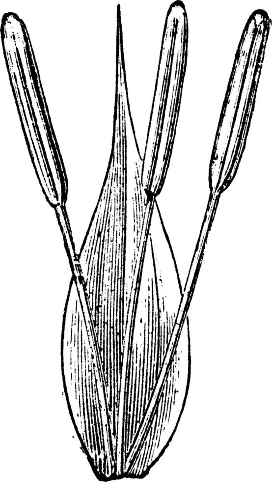 manlig starr blomma årgång illustration. vektor