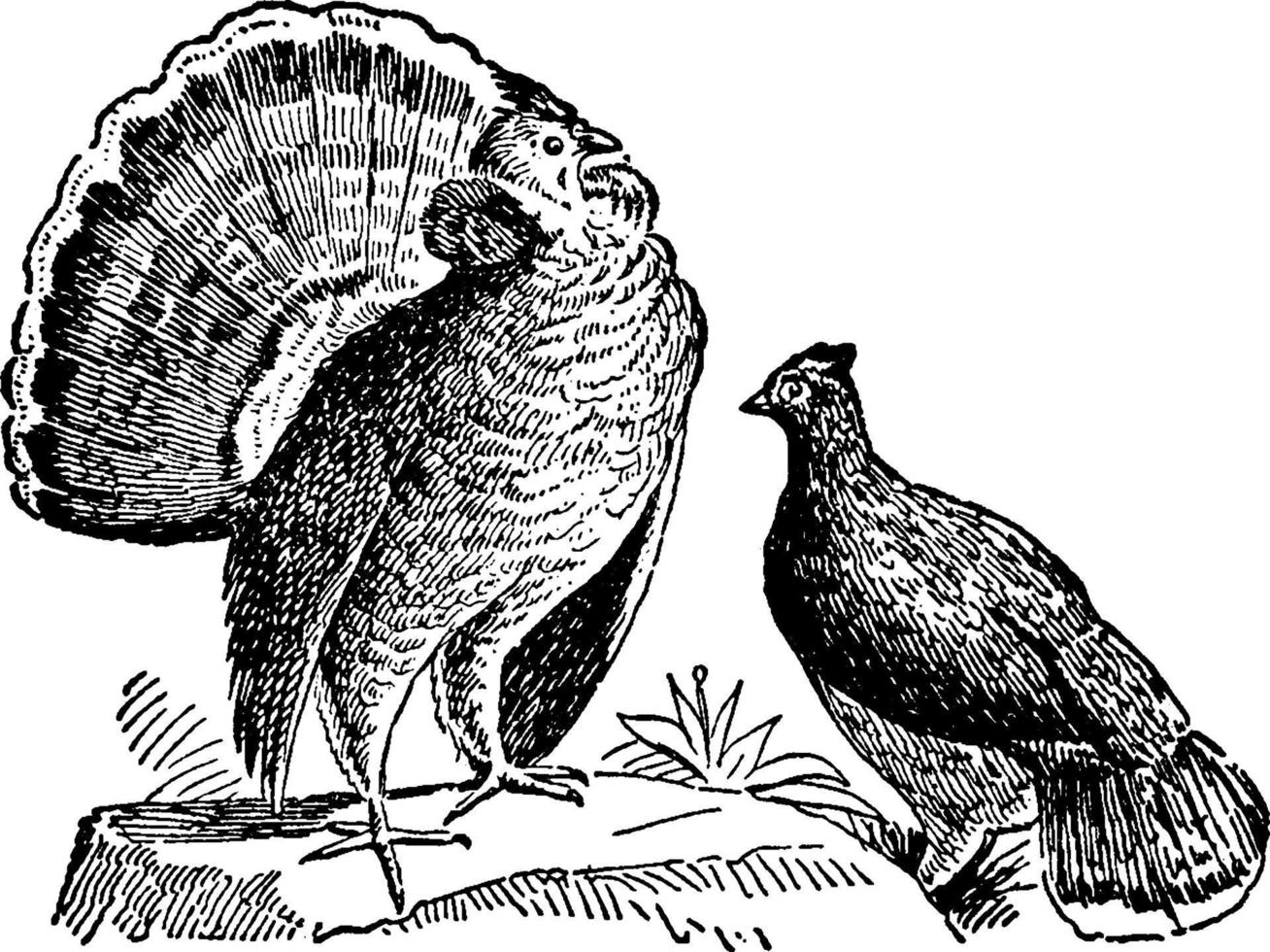 Kragenhuhn oder Wildvögel, Vintage-Illustration. vektor