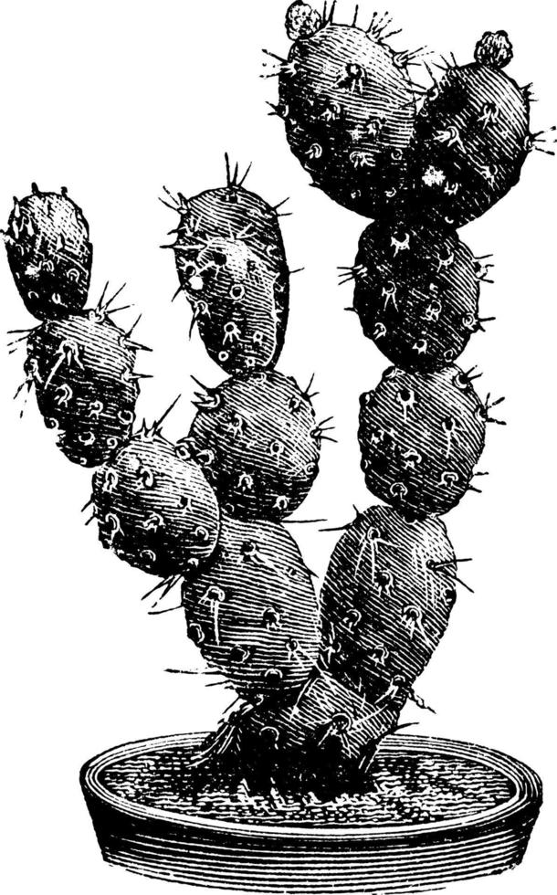 opuntia boliviana vintage illustration. vektor