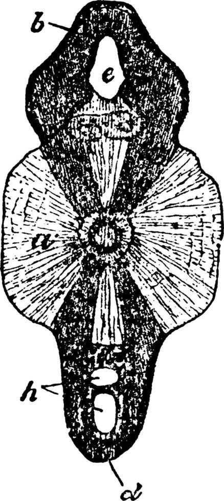 haifischwirbel oder selache mazima, vintage illustration. vektor