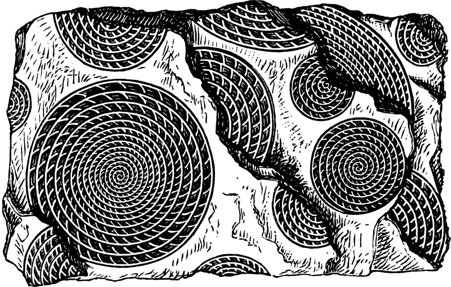 fossil foraminifera nummuliter foraminifera, årgång illustration. vektor