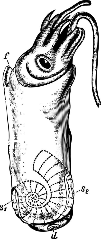 spirula peronii, årgång illustration. vektor