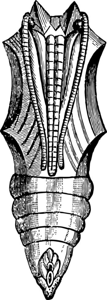 Puppe der Vintagen Illustration des großen Schildpattschmetterlinges. vektor