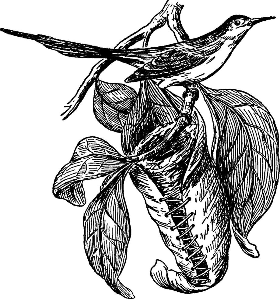 skräddarfågel, årgång illustration vektor