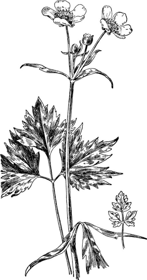 träsk smörblomma årgång illustration. vektor