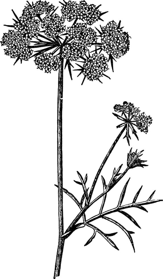 morot blomma årgång illustration. vektor