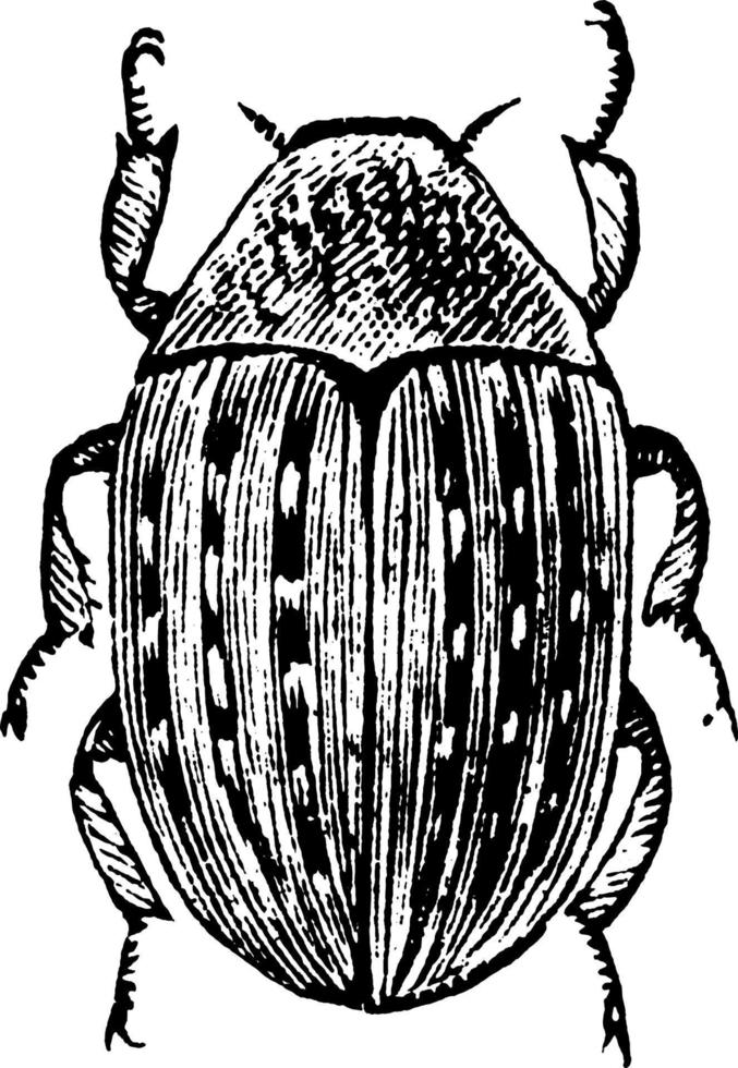 Pillenkäfer, Vintage Illustration. vektor