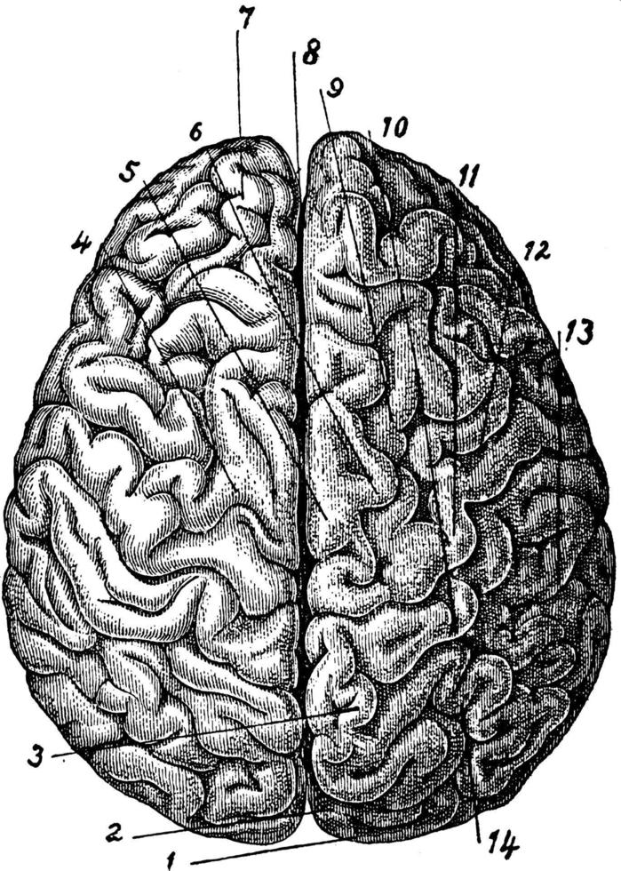 Gehirn, Vintage-Illustration. vektor