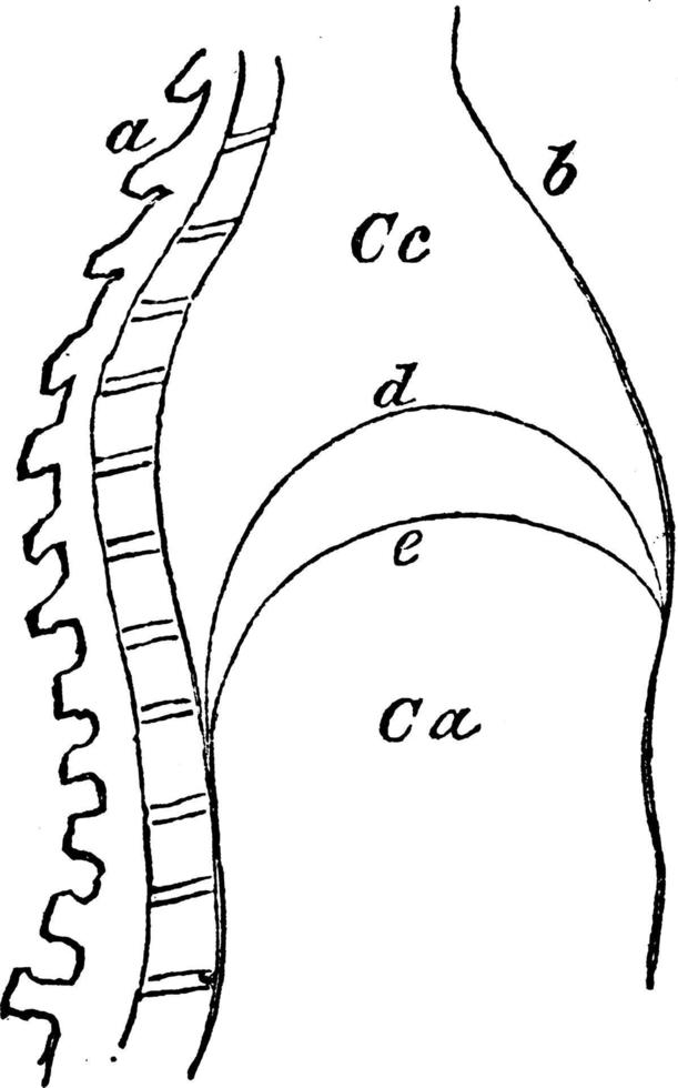 strukturera av diafragman, årgång illustration. vektor