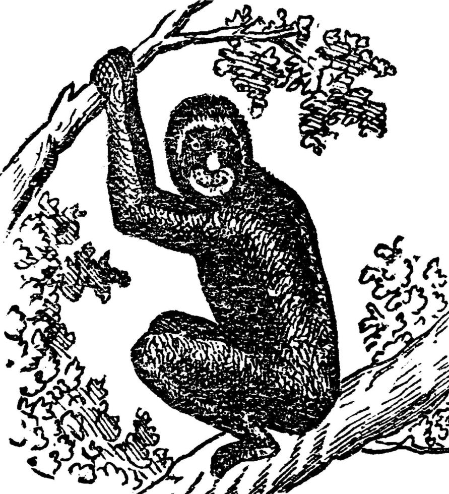 apa, hominoidea, årgång illustration vektor