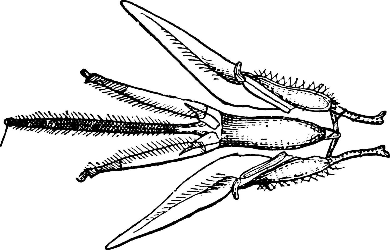 honung bi tunga, årgång illustration. vektor