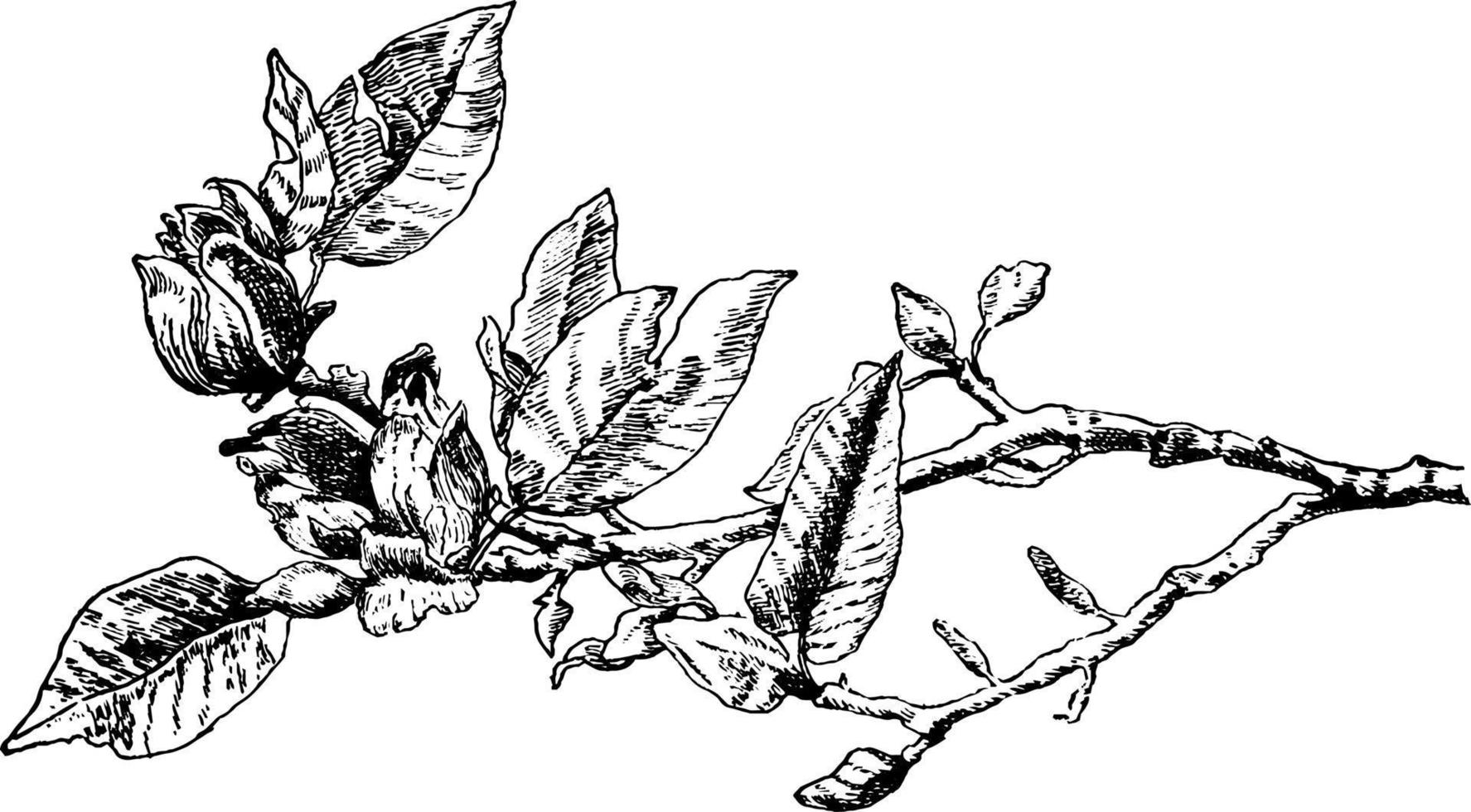 magnolia årgång illustration. vektor