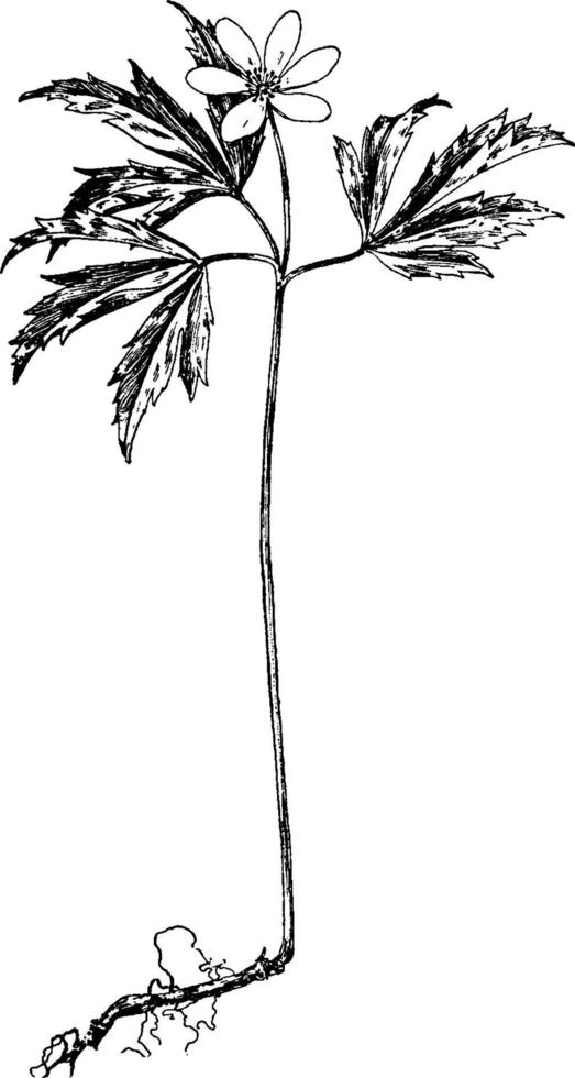 anemone nemorosa vintage illustration. vektor