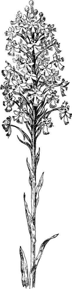 mindre lila fransad orchis årgång illustration. vektor
