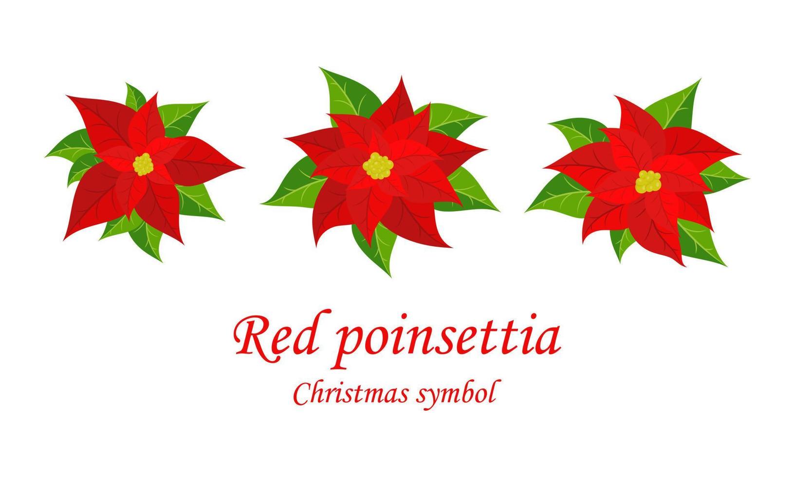 röd jul julstjärna. uppsättning med julstjärna blommor. jul symbol. vektor illustration.
