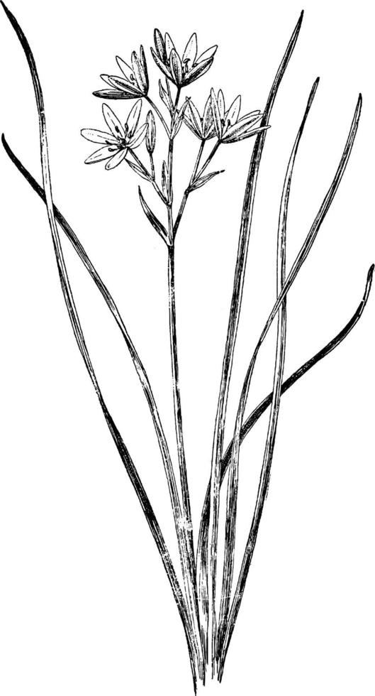 stjärna av betlehem hyacint årgång illustration. vektor