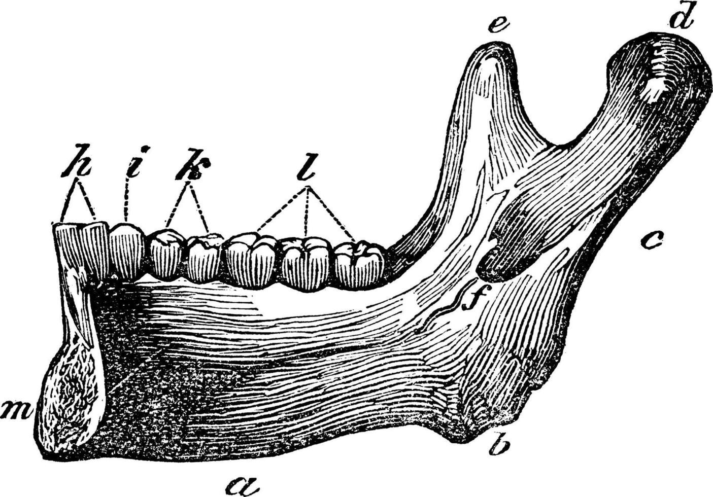 Unterkiefer, Vintage Illustration. vektor