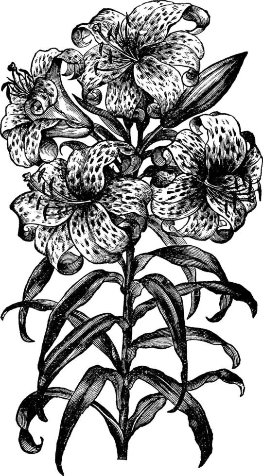 lilium auratum vintage illustration. vektor