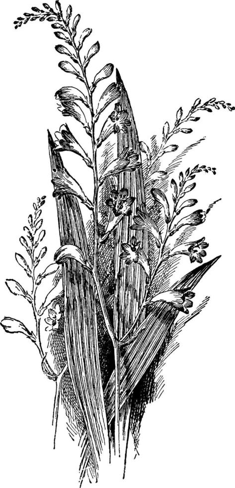 tritonia pottsii vintage illustration. vektor
