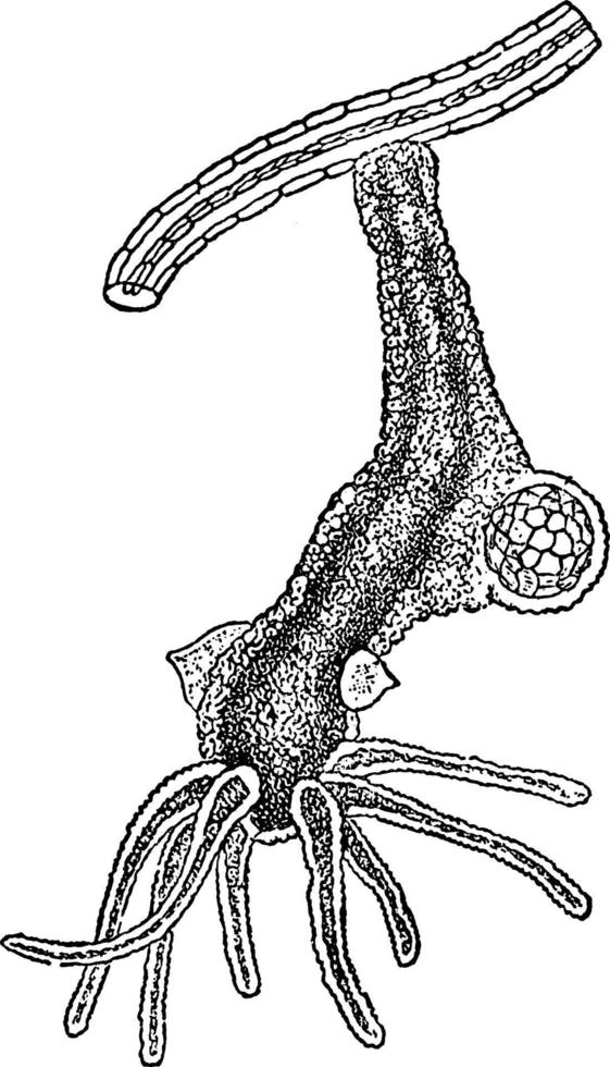 Hydra Vividis, Vintage Illustration. vektor