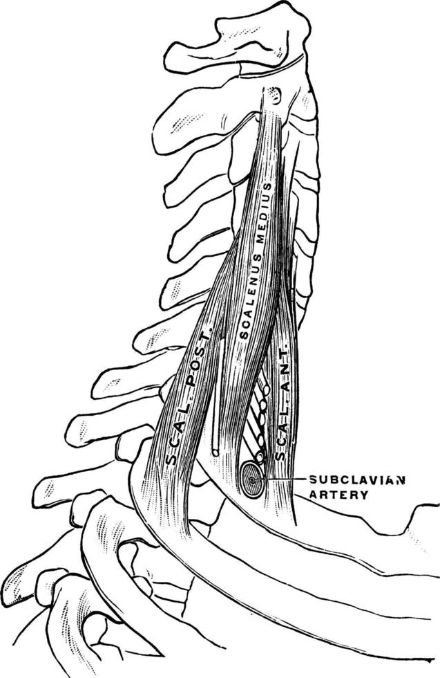 scaleni muskler, årgång illustration. vektor