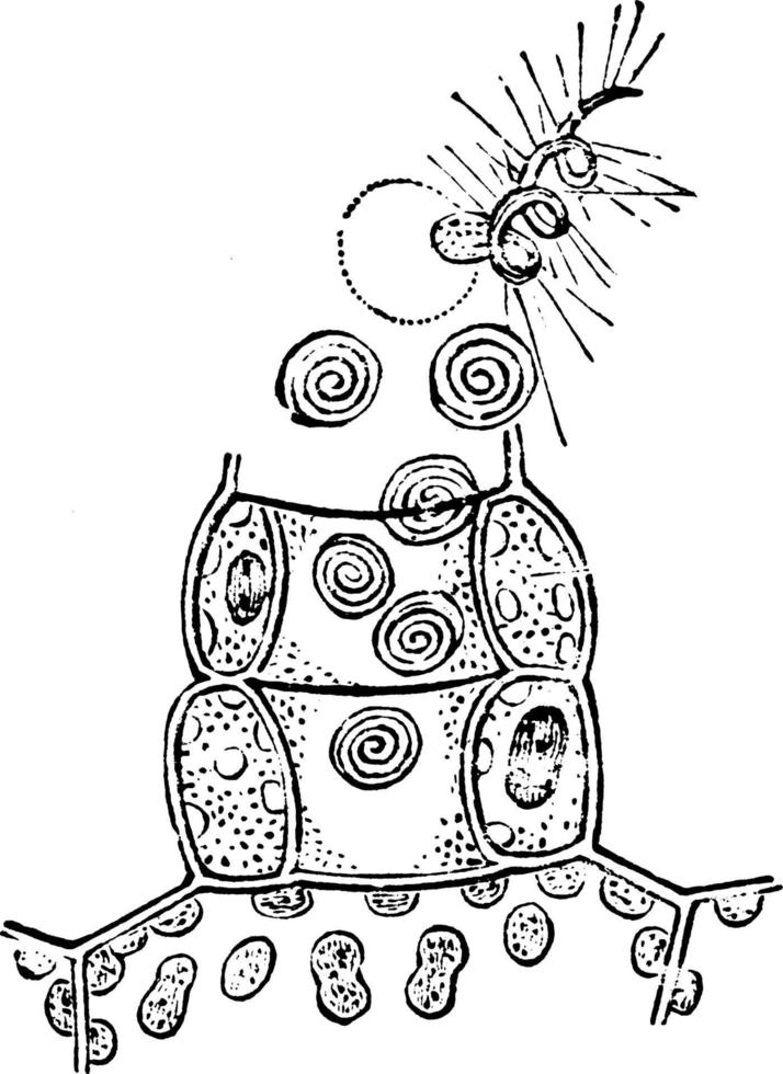 antheridium av bräken årgång illustration. vektor