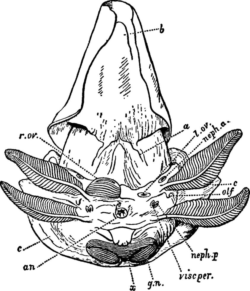 weibliche Nautilus ohne Schale, Vintage-Illustration. vektor