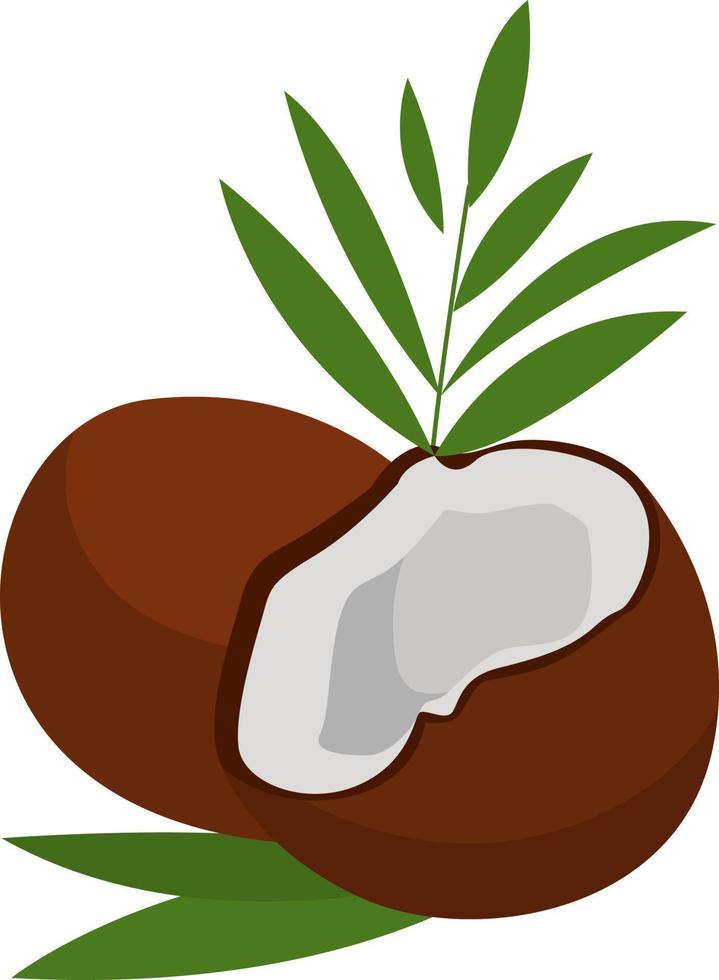 färsk kokos, illustration, vektor på vit bakgrund