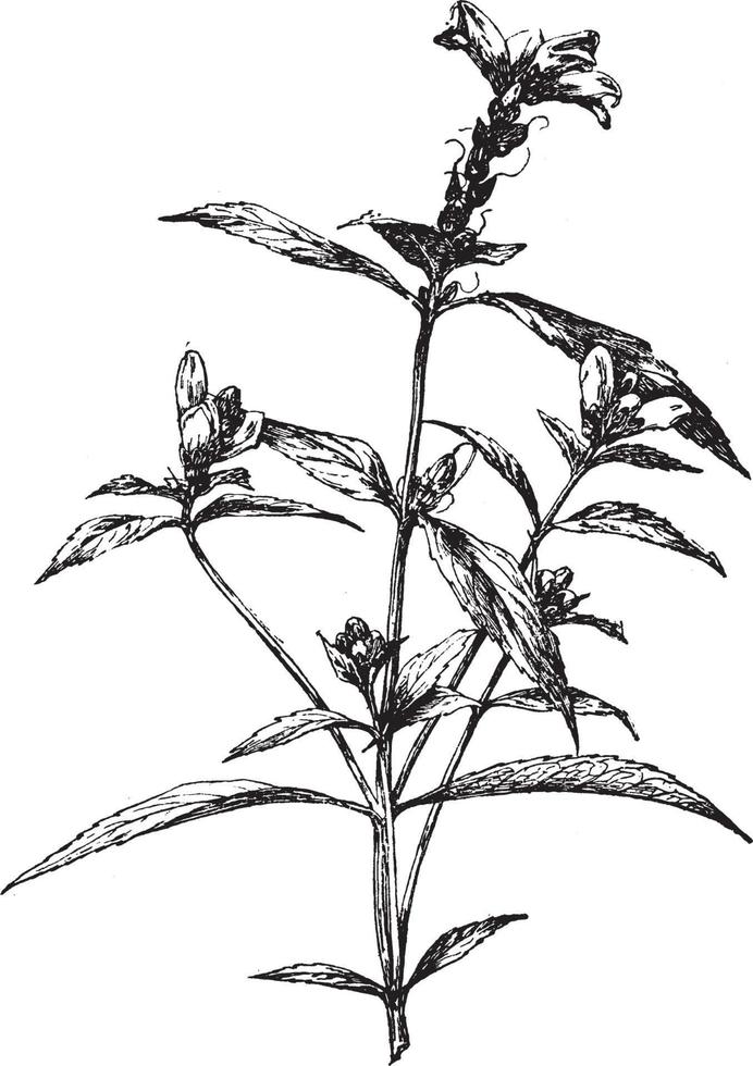 Chelone glabra årgång illustration. vektor