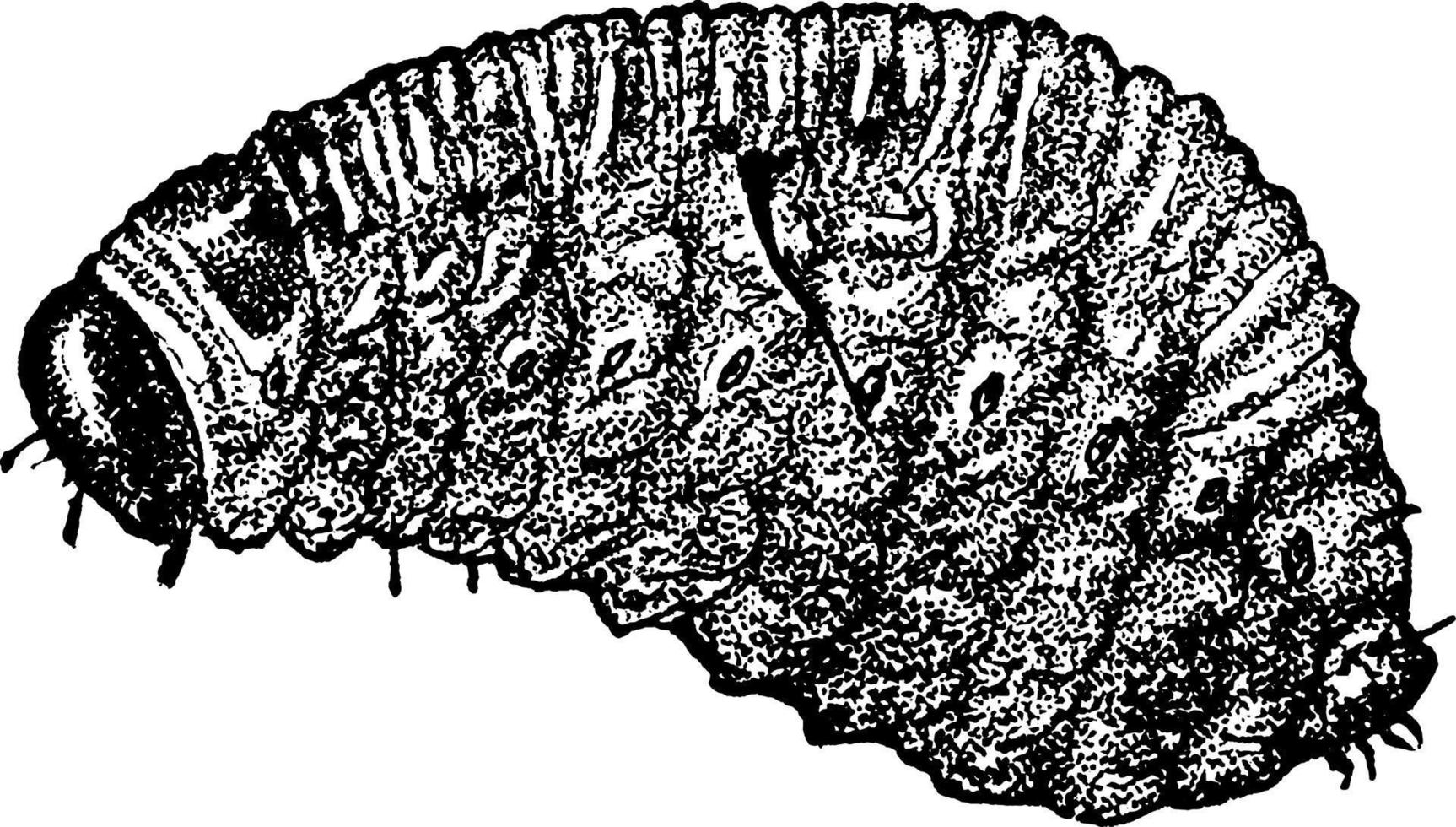 Rüsselkäfer, Vintage Illustration. vektor