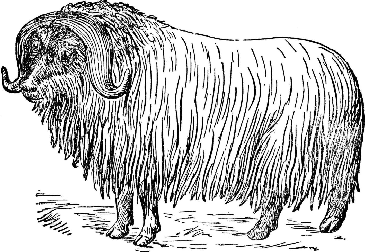 myskoxe ovibos moschatus, årgång illustration. vektor