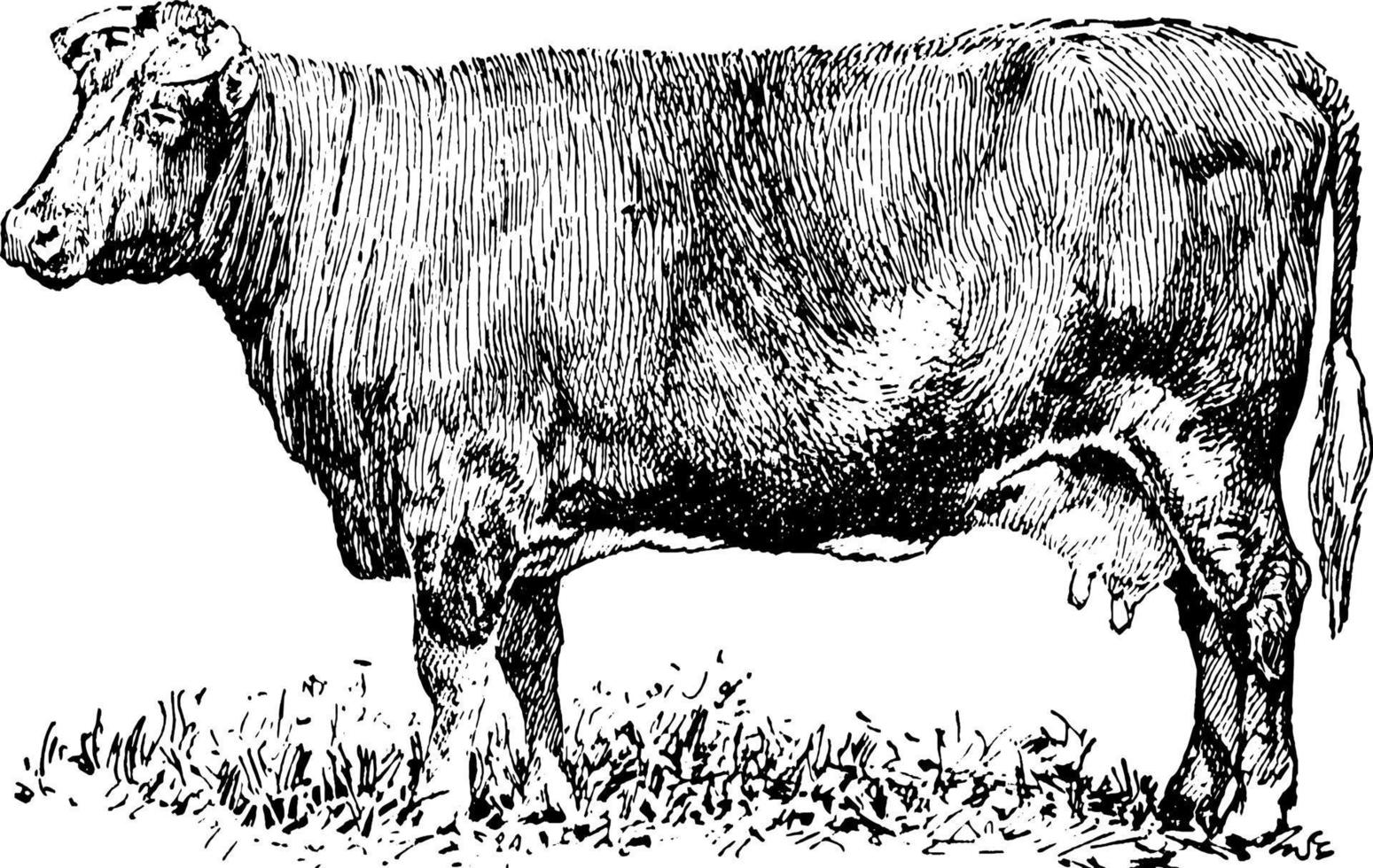 Kuh mit doppeltem Verwendungszweck, Vintage-Illustration. vektor