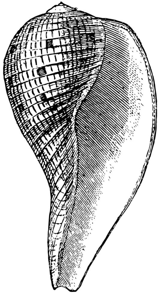 fikon skal, årgång illustration. vektor