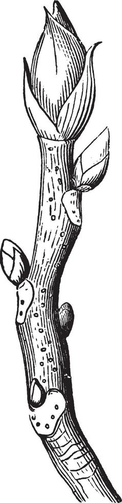 shagbark hickory årgång illustration. vektor