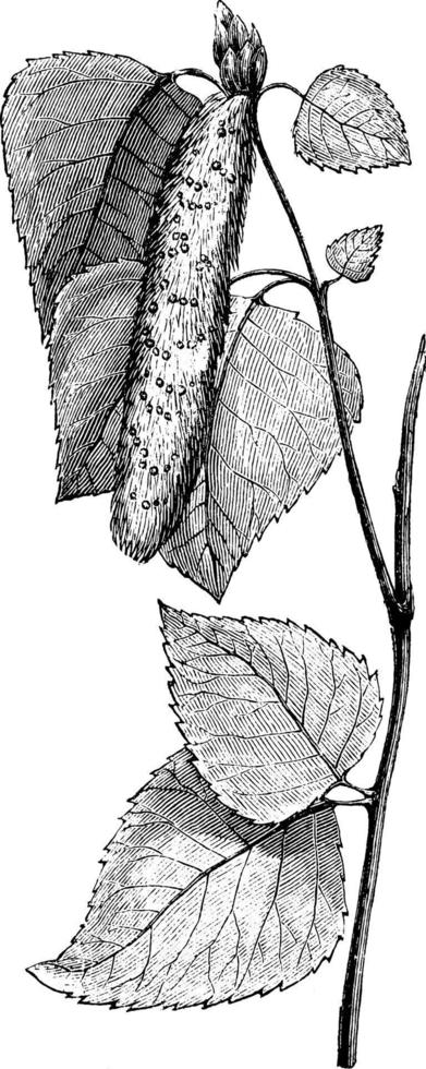 löv och hänge av betula alba årgång illustration. vektor