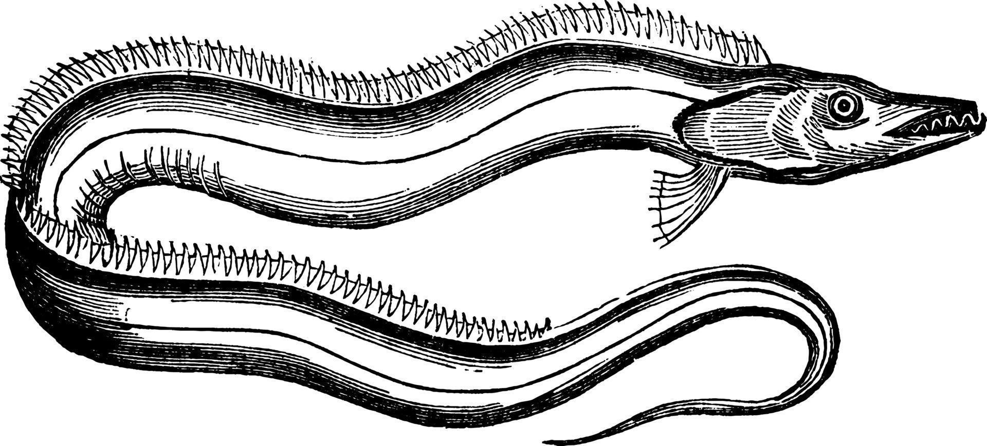 silberner Haarschwanz, Vintage Illustration. vektor