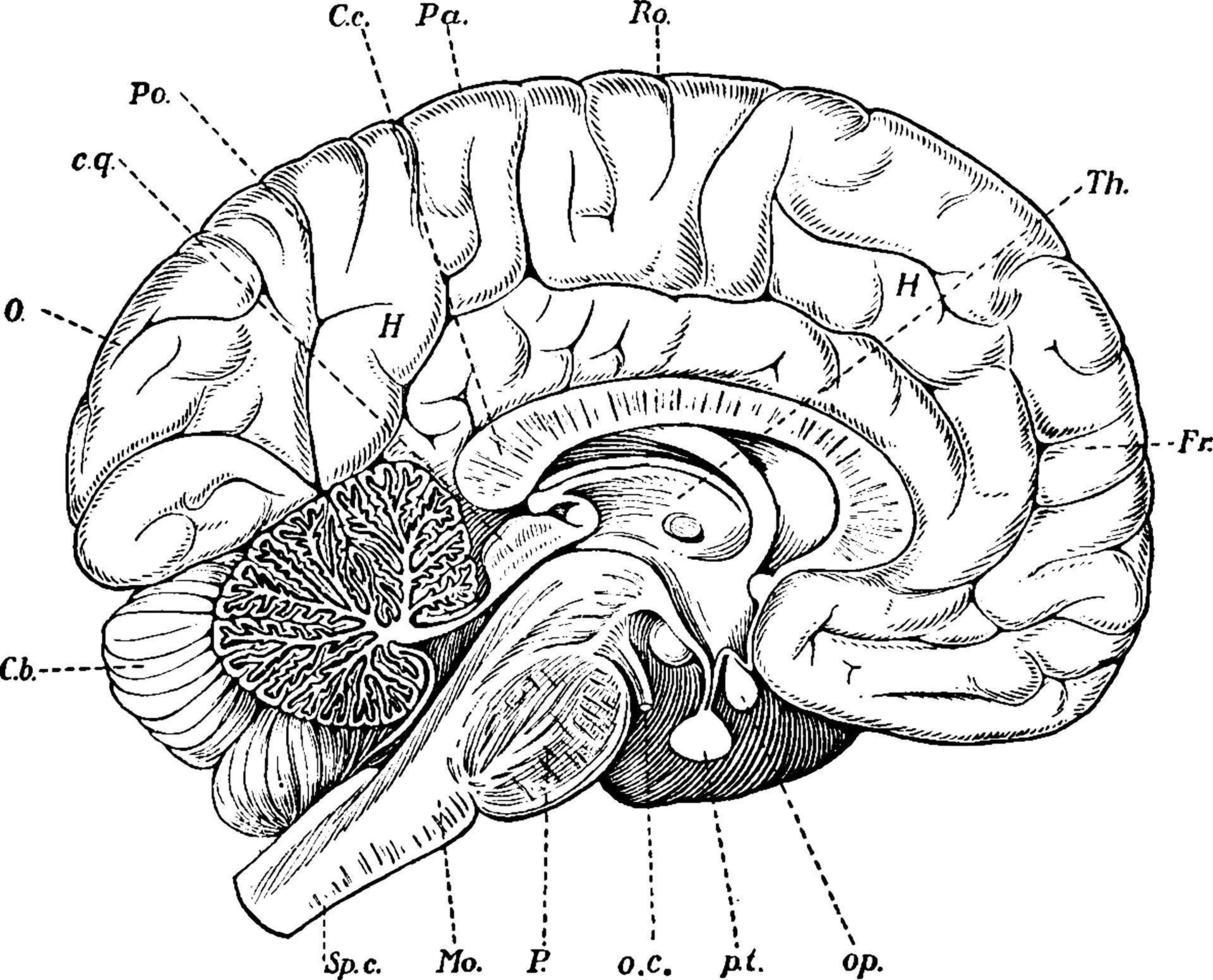 Gehirn, Vintage-Illustration. vektor