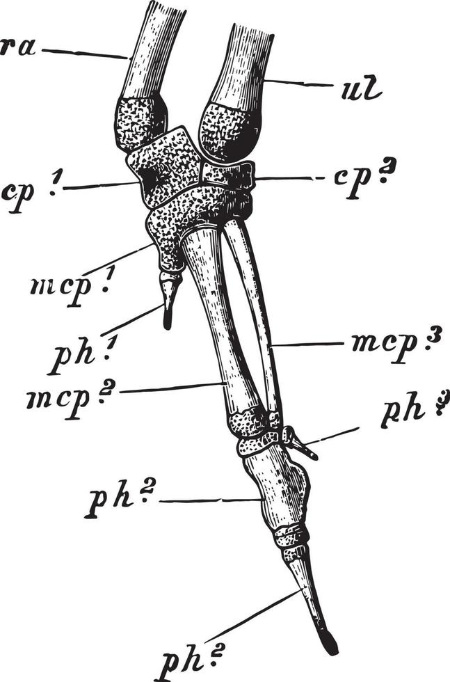 sten duva manus, årgång illustration vektor