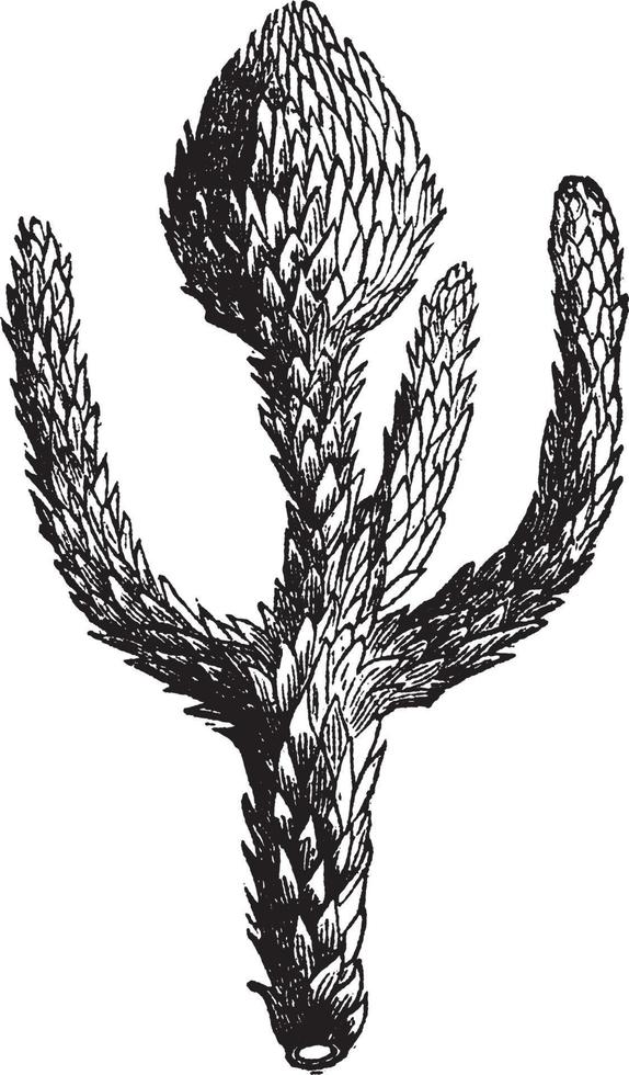 araucaria imbricata vintage illustration. vektor